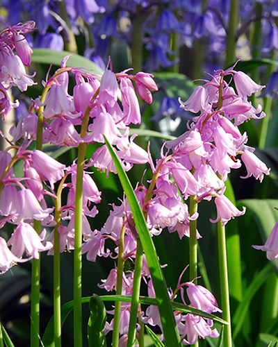 Hyacinthoides hispanica pink.jpg